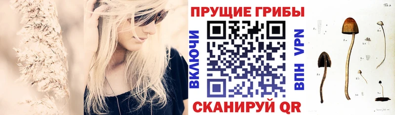mega зеркало  Балтийск  Псилоцибиновые грибы Psilocybe 