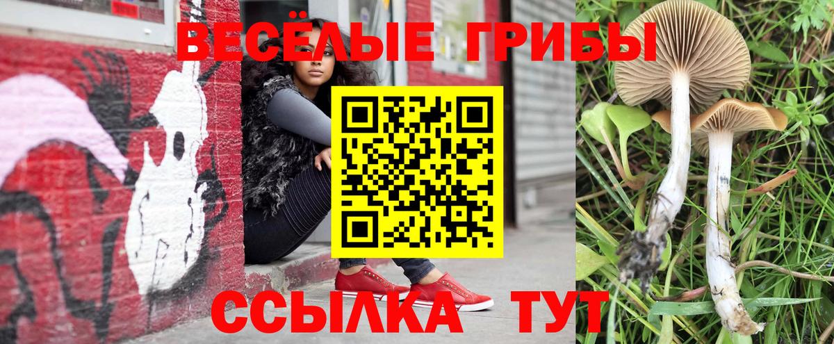 Галлюциногенные грибы Psilocybe Балтийск
