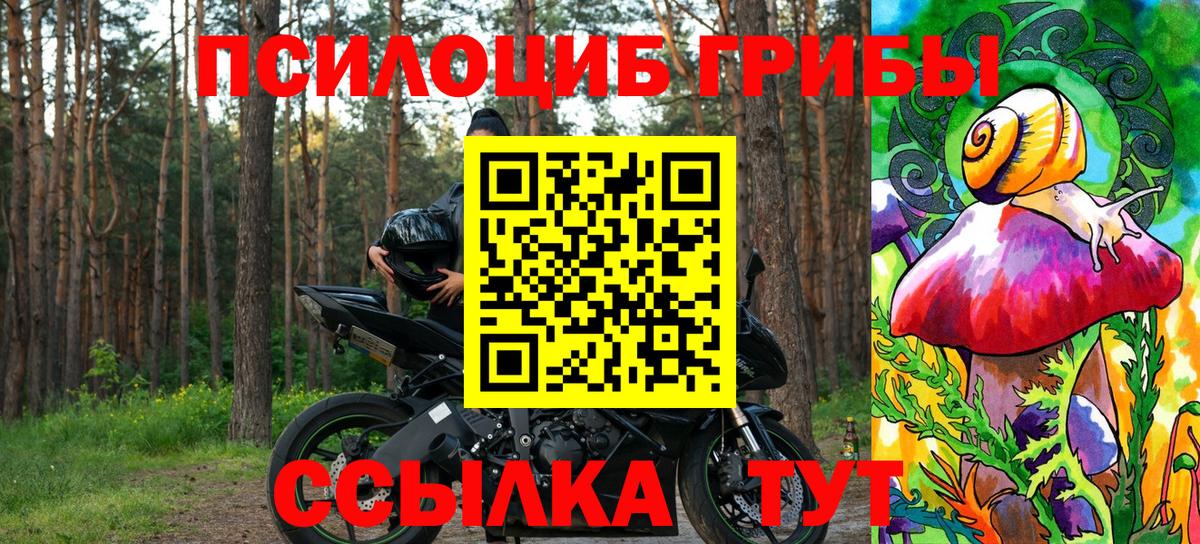 Псилоцибиновые грибы Psilocybe Балтийск