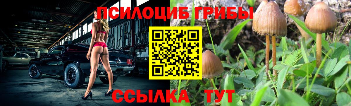 купить наркотик  Вход с VPN  Балтийск  Псилоцибиновые грибы мицелий 