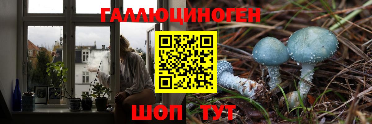 Галлюциногенные грибы GOLDEN TEACHER  Псилоцибиновые грибы прущие грибы  купить   Балтийск 
